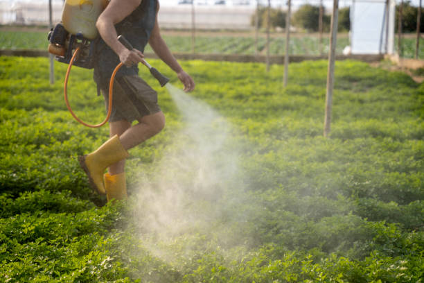 Best Local Pest Control Services  in Cicero, IL