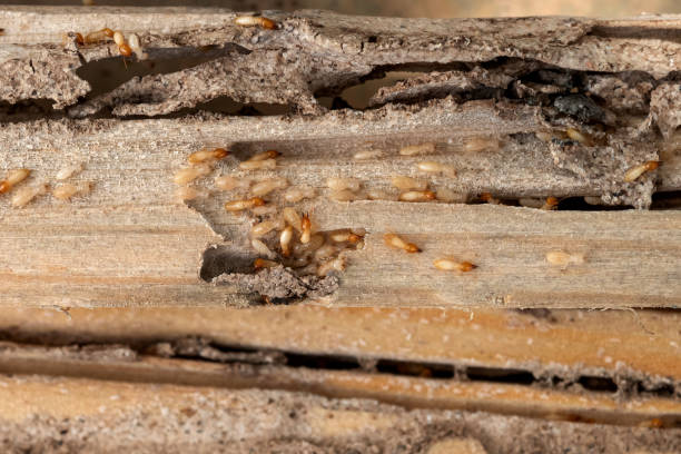 Best Best Pest Control Companies  in Cicero, IL